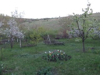 Teren pomicol 30 ari (5 terenuri consolidate) (11 km de la Chisinau), zona ecologica (lac si padure) foto 4