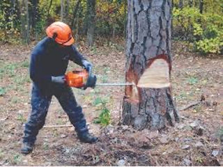 Cosim iarba, tăiem copaci foto 10