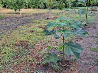 Paulownia foto 5