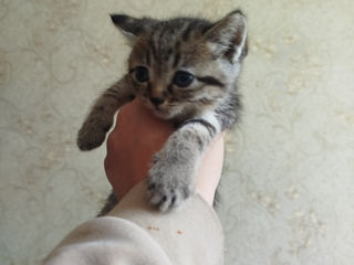 VAND PISICI foto 4