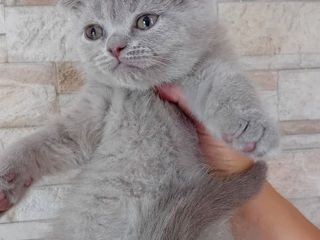 Scottish fold foto 4