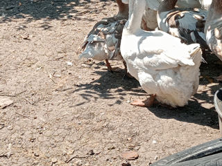 Gîscă Holmogor, familie de giște Mamut. foto 3