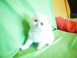 Красивый персидский кот(американские крови) приглашает девочку на вязку! foto 4