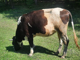 Se vinde jiunka  de a fata, de la vaca buna