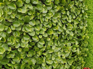 Декоративные зеленые покрытия / фитостена / perete din plante artificiale foto 19