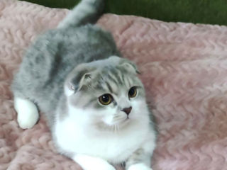 Чистокровный шотландский котёнок Scottish fold! Шоу класса!