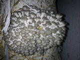 Продам мешки грибов вешенки , белые , готовы к плодонашению. foto 2
