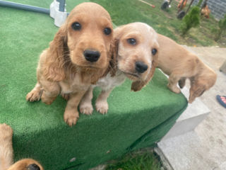 Vând cățeluși de rasă  Cocker Spaniel englez. foto 1