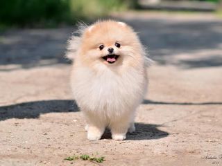 Pomeranian-FCI(Pedegree) Гранд Чемпион Молдовы foto 5