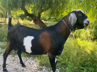 Чистокровный нубийский козел
