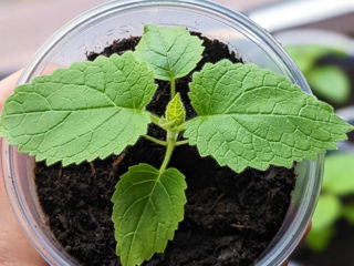Se vand rasaduri de Paulownia Tomentosa! foto 2