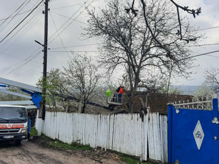 Tăierea copacilor avariați, defrisare arbori foto 9