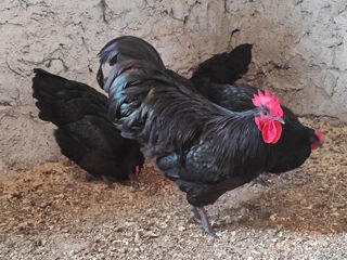 Australorp gaini