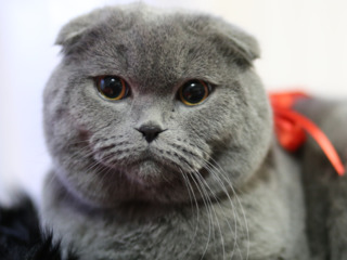 Monta, cu un motan superb de rasa pura scottish fold foto 5