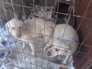 labrador foto 8