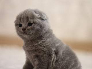 Scottish fold foto 2