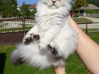 Silver Chinchilla Longhair