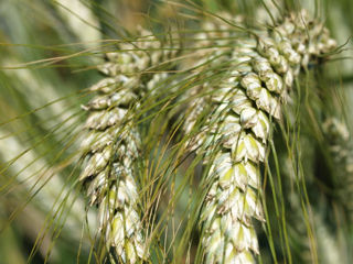 Seminte De Triticale foto 3