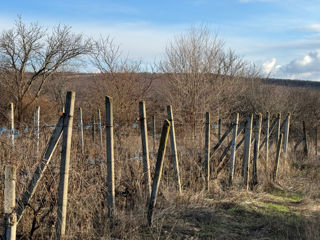 Se vinde teren pentru vila foto 1