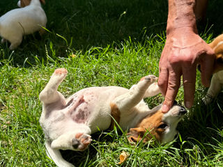 Câinișori Jack Russel Terrier foto 8