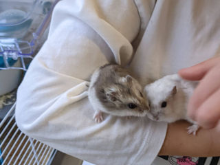 Hamsteri Djungarian cu Cusca foto 3