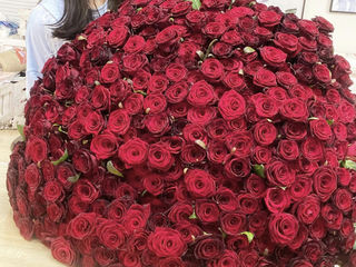 51 trandafiri Olanda  100 cm 2550 lei foto 3