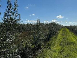 20.26Ha de teren agricol la 3 Km de Hâncești! foto 5