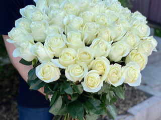 Trandafiri olandezi de la 25 lei голландские розы от 25 лей