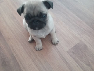 Mops foto 6