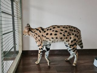 Serval foto 4