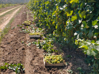 Riesling.șampan material. fac și must foto 1