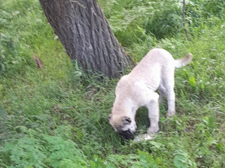 Kangal  фото 1
