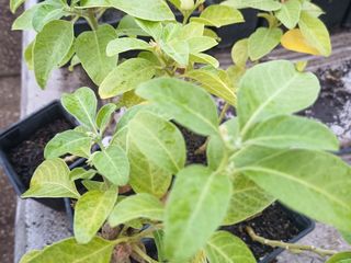 Ashwagandha sau Ginseng indian