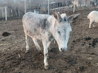 Se vinde măgar foto 2