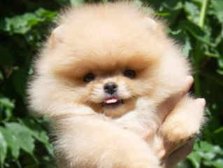 Pomeranian  померанский  шпиц foto 3