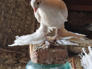 Porumbei foto 1