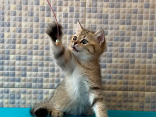 British shorthair golden tabby ,female . foto 5