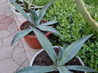 Aloe Agavă foto 9