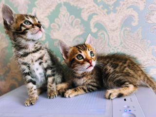Бенгальские котята / Golden bengal kittens
