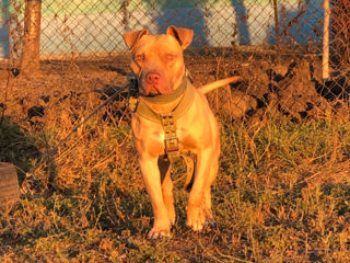 Pit bull red Nose la imperechere