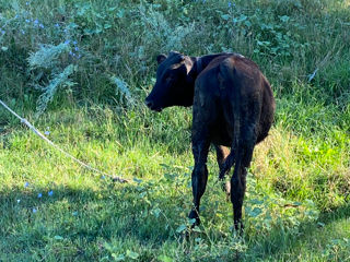 Cumpar animale: carne,lapte,crestere! foto 3