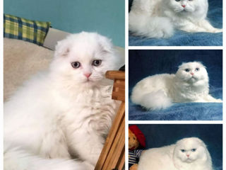 Motănaș alb super-frumos ! Scottish fold longhair. Pedigree. Ochi albaștri. foto 8