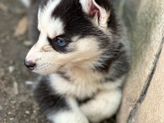 Vând cei mai drăgălași  husky foto 10