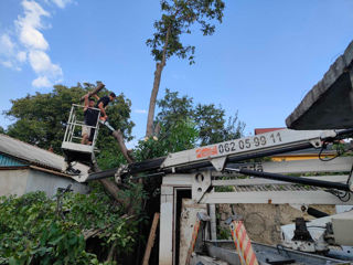 Taierea/defrisarea/aranjarea copacilor, amenajarea coroanei! Avem in dotare mașini Autoturn! foto 11