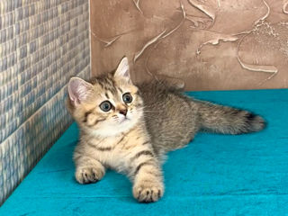 British shorthair golden tabby ,female . foto 7