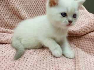 Scottish fold and streight foto 5