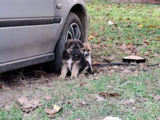 Daruiesc cățeluşii în maini bune foto 3