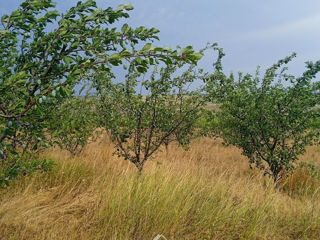 Varatic, Ialoveni, lot agricol foto 9