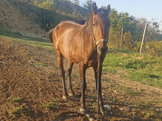 Slobozia mare raionul Cahul