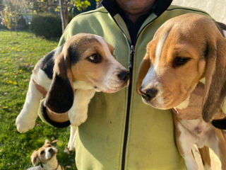 Beagle foto 2